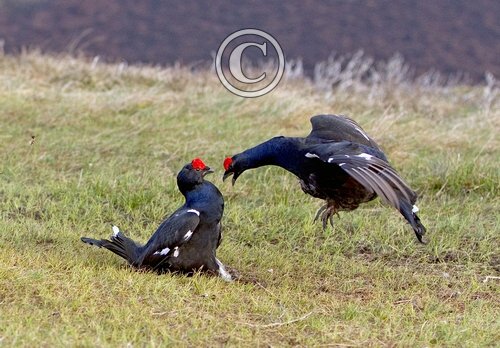 Pair Black Grouse Fighting DM1028